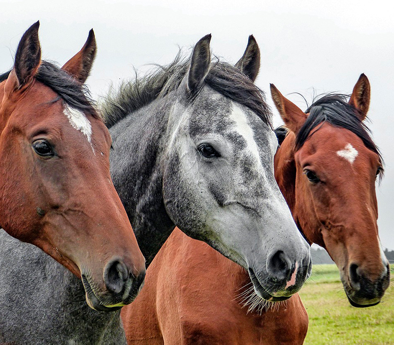 Alfalfa Pelletizada IL, Pellets de Alfalfa, Pellets de Alfalfa para Caballos